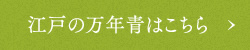 江戸の万年青はこちら