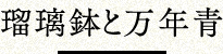 瑠璃鉢と万年青